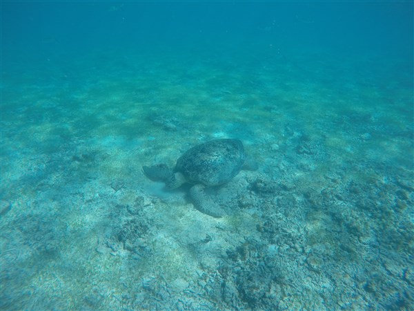 Madagascar Nosy Iranja tortue luth qui mange