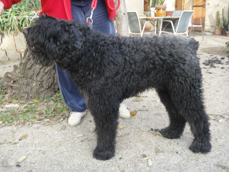 ESPION DE LA DULLAGUE né en 2009  à PATRICE et VERO