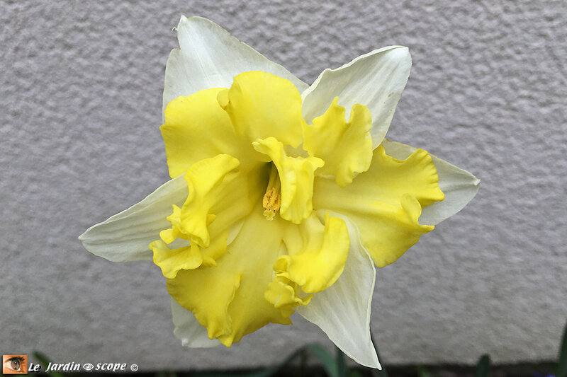 Narcisses à fleurs d'orchidée Belcanto