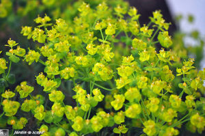 Euphorbia_cyparissias_3