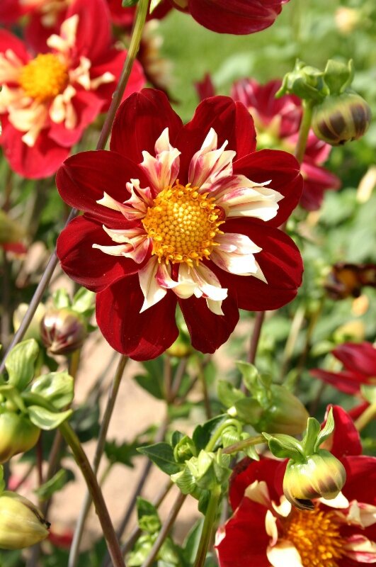 DAHLIA RAISSA