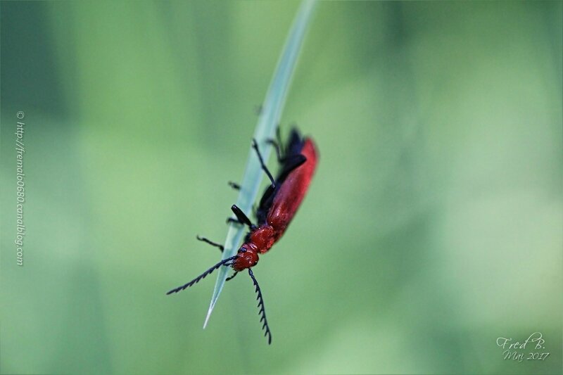 Pyrochroa serraticornis ♂