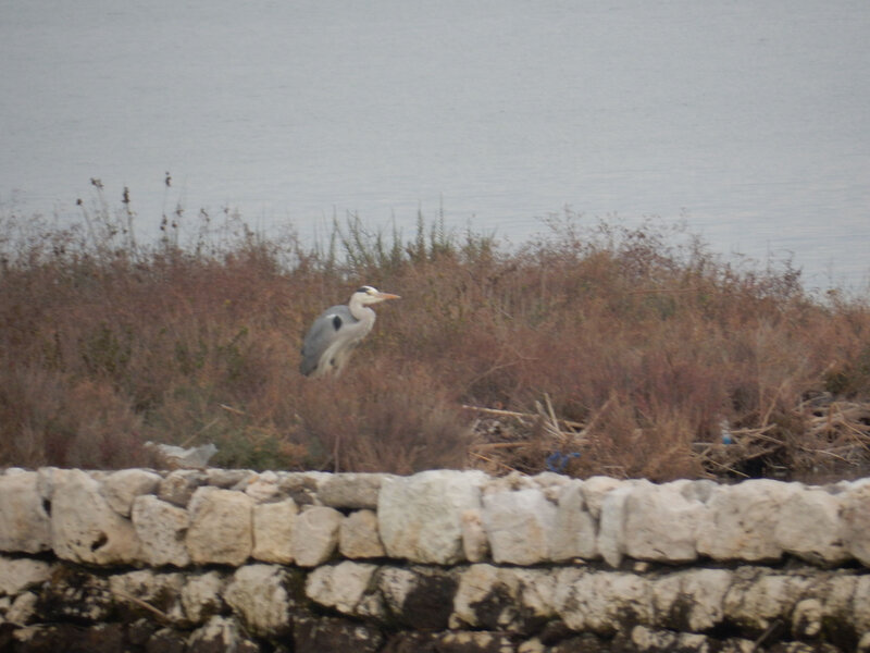 Chenal de lefkas, oiseaux, 27 décembre 2019 (3)