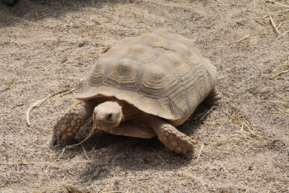 55-tortue sillonnée du désert