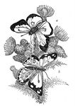 butterflycactus_graphicsfairy005