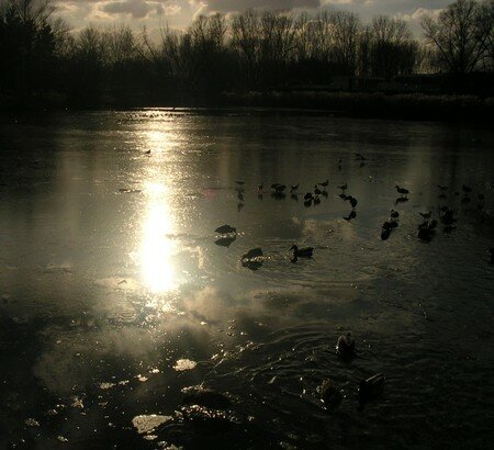 canards_coucher_de_soleil