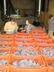 Vendanges_Aloha_06_001