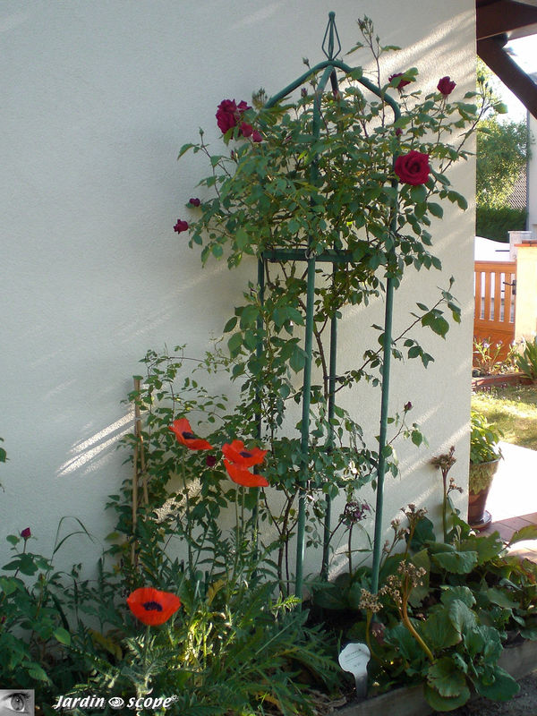 le rosier grimpant 'Red Parfum'