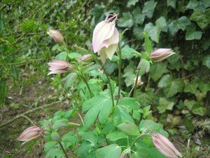 jardinage_006
