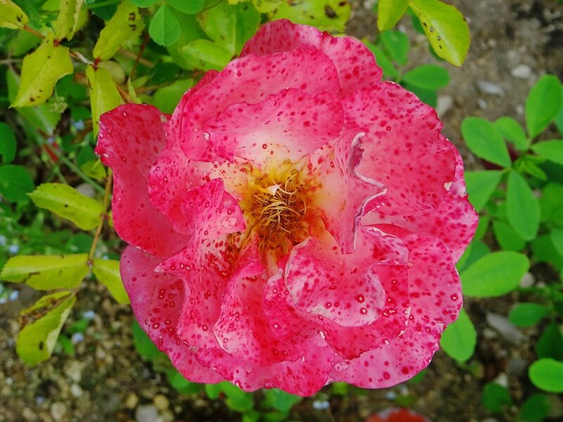 rosier cubana piquete apres la pluie