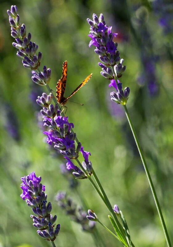 Digne-Valensole - juin 2014 -0245.jpg