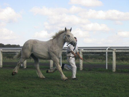 _14__Rubis_du_Bon_Coin_trot