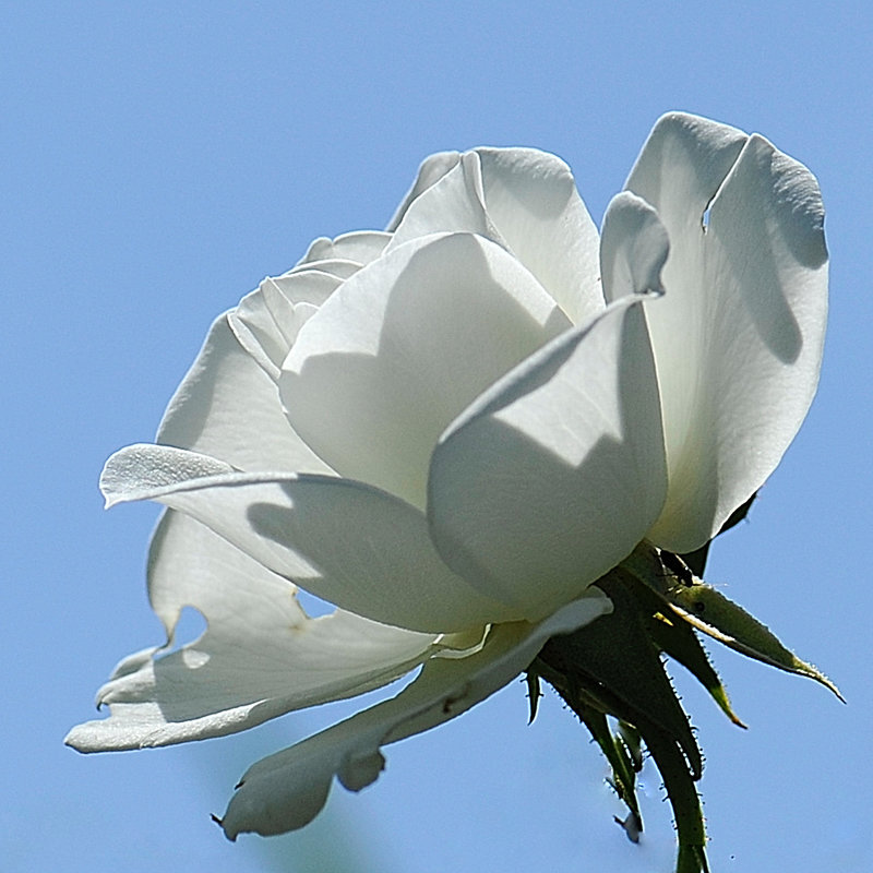 Rose blanche ciel bleu