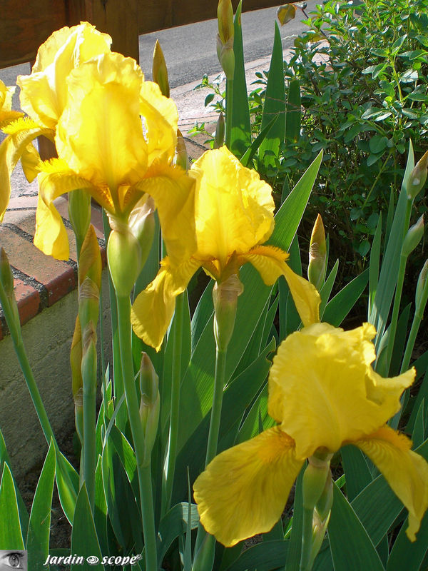 Iris 'Lemon' (jaune)