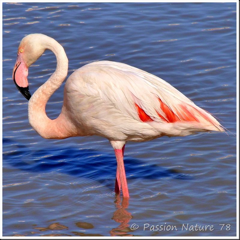 Le flamant rose de Camargue