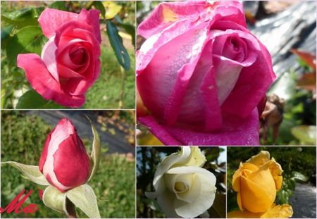 roses_101012