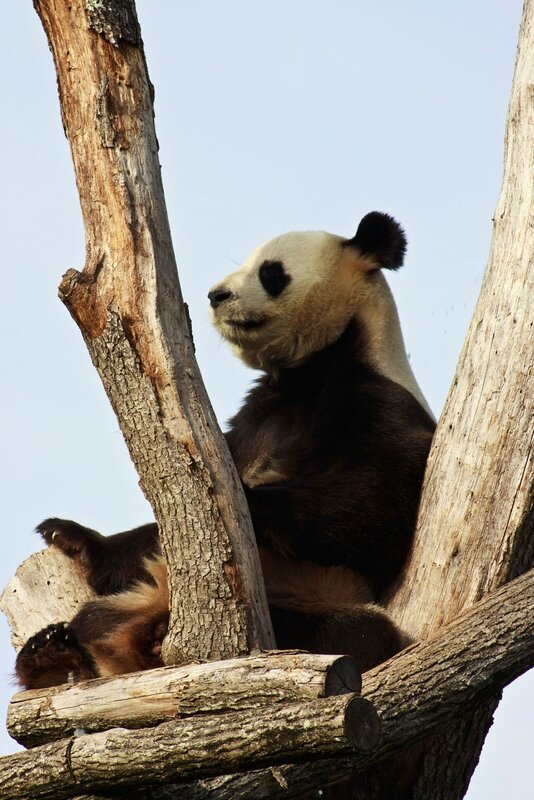 95-Panda Geant