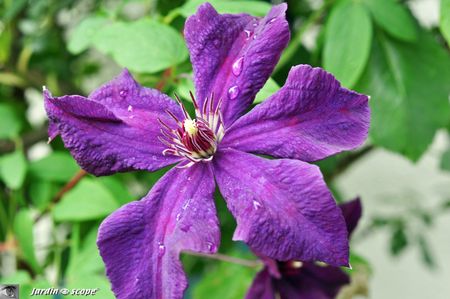 Clematis-Viticella-polish-spirit