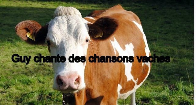 vache-laitiere