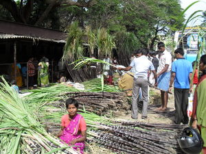 PONGAL_2011_014