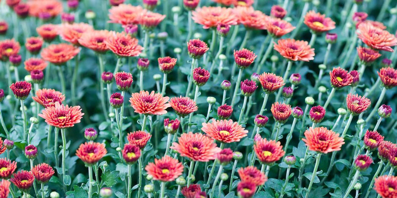 chrysantheme