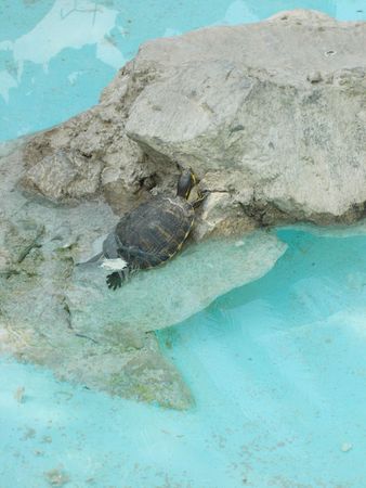 tortues du parc 2