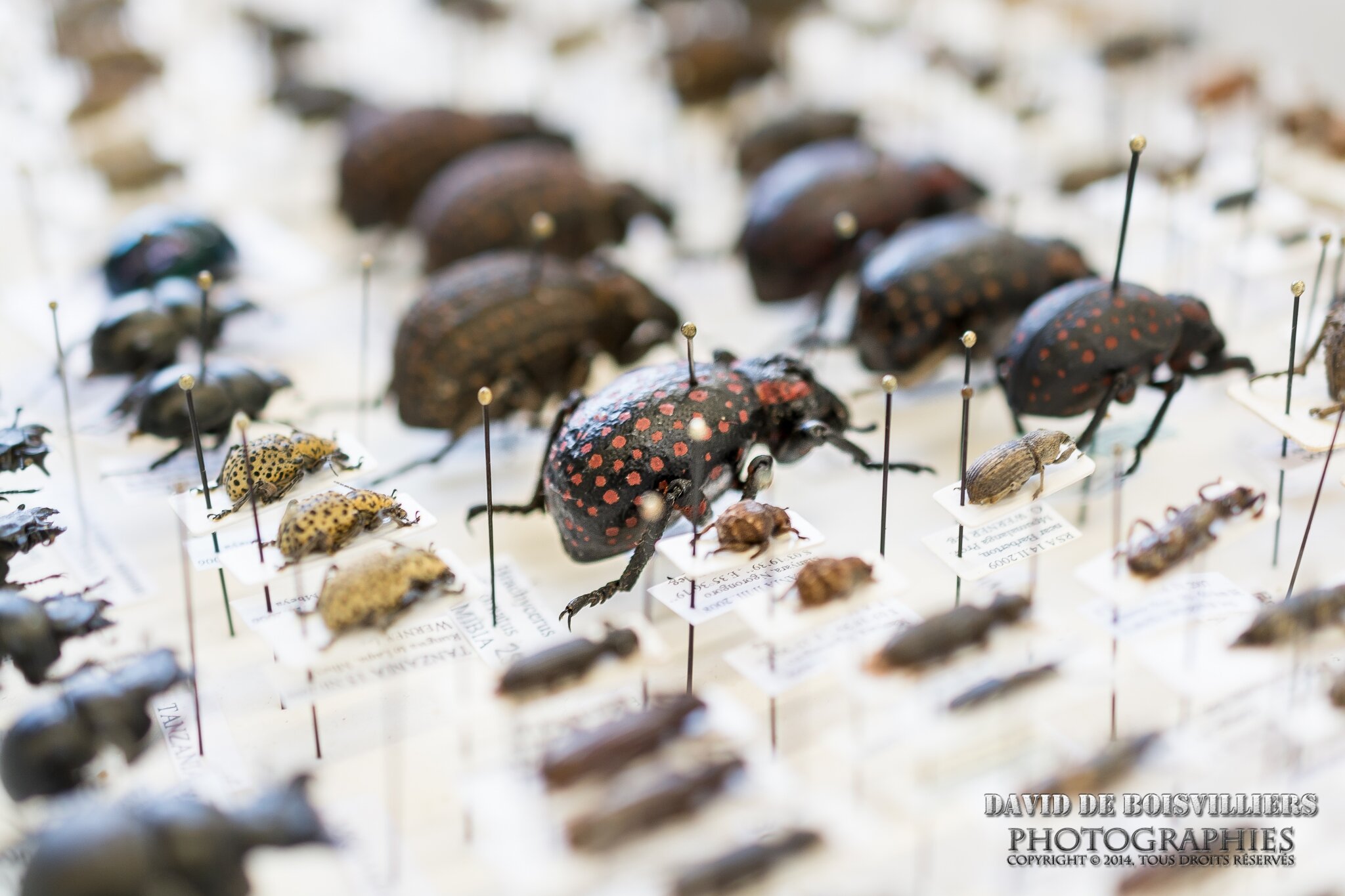 20eme Bourse Exposition Internationale aux Insectes 2014 DAVIDDB HOMESTUDIO