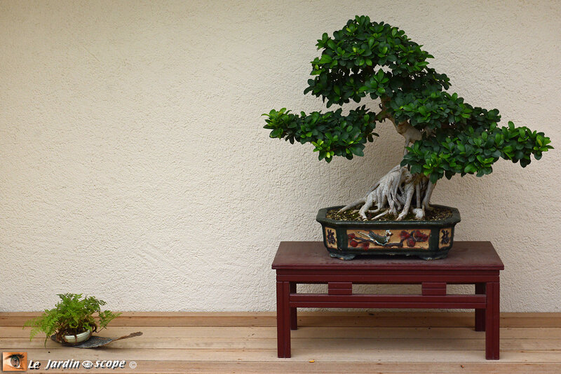 PAT_0998-Bonsai