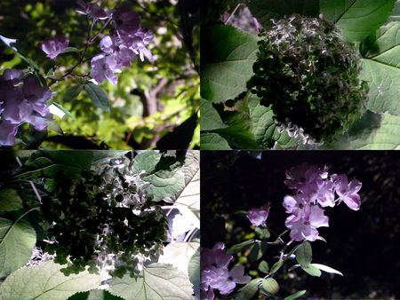 Fleurs de nuit