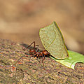 <b>Costa</b> <b>Rica</b>: fourmis et termites.