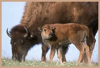 bison1