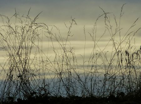 Les herbes passées