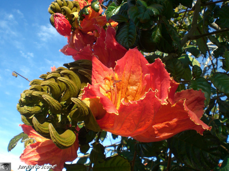 8817-Spathodea-campanulata