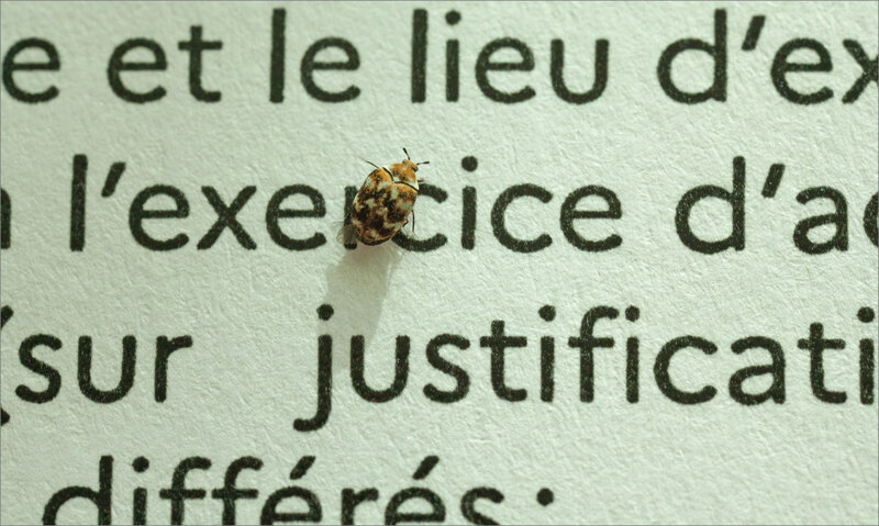 Insecte sur papier dérog coronavirus 240320 2 ym