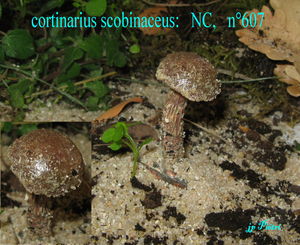 cortinarius_scobinaceus_n_607