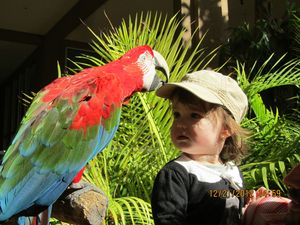 Parrot Jungle Island 21 déc 004