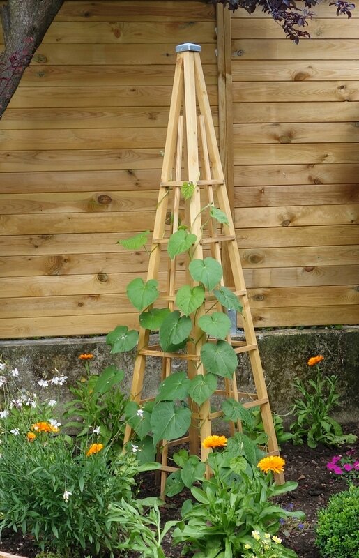tuteur pyramide
