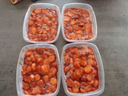 22-fraises à congeler (5)