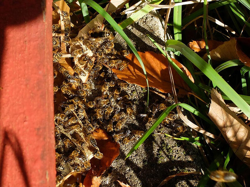 Un rayon de soleil et les abeilles sont sur la planche d'envol