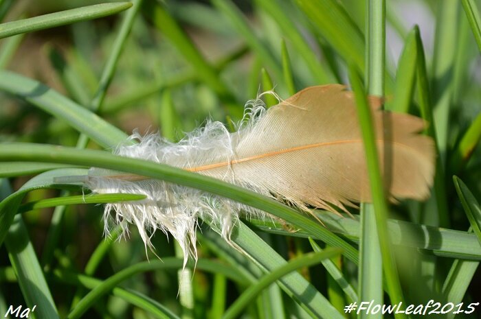 151021_FlowLeaf2015