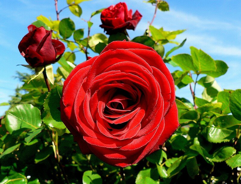 rose Salammbô (grimpant)