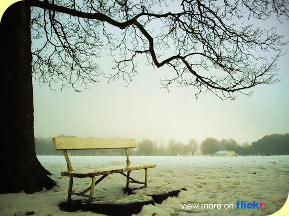 bench_tree_phoenixpark