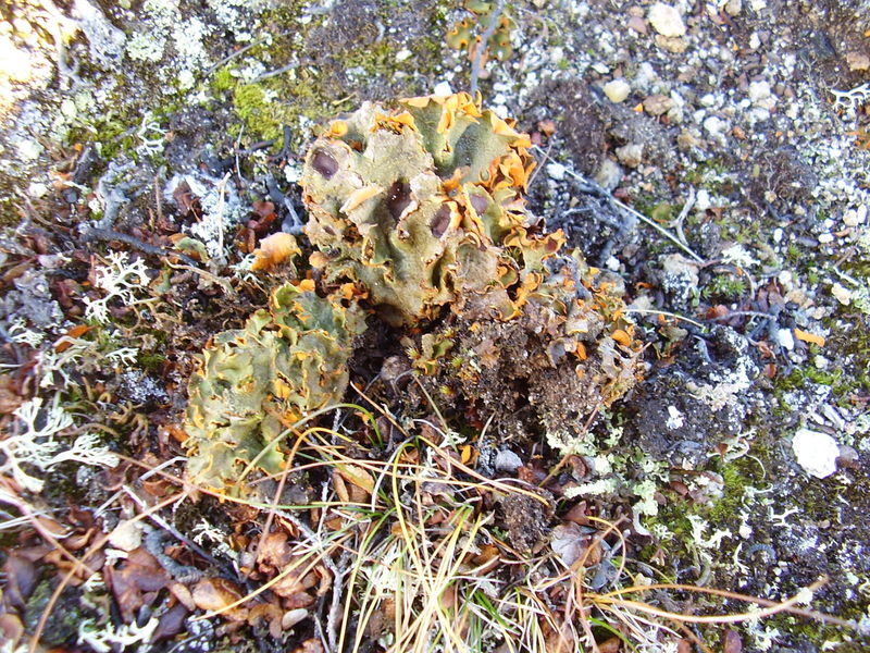 17-10-08 Sortie Montagne et rennes (058)