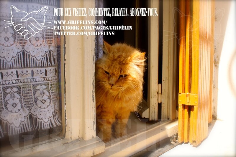 FersenGRIFELINS (2)