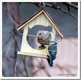 IMG_BOULES GRAISSES MAISON OISEAUX (33)-001