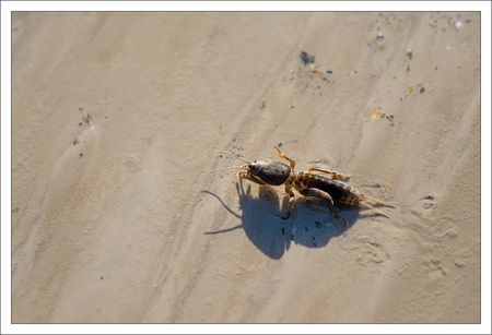 Aiguillon_inondation_crustace_vase_2_280210