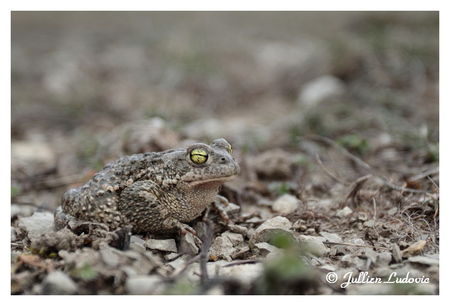 Crapaud_calamite___bufo_calamita_20110319_004__2_