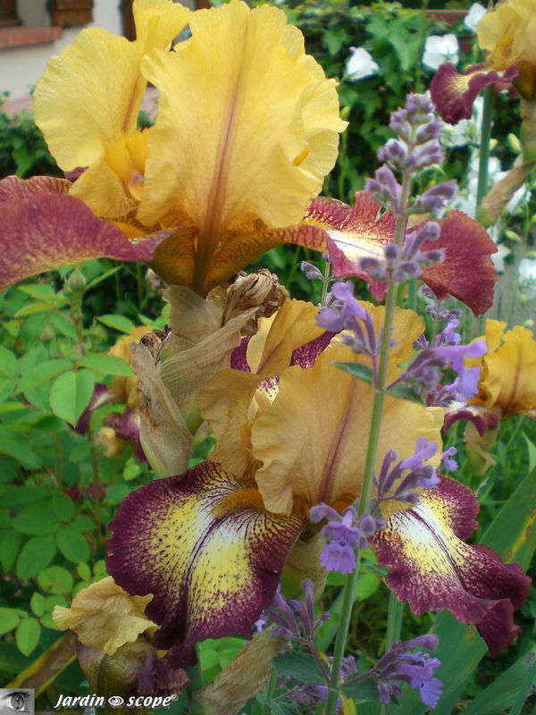 Iris 'Flamenco' et nepeta