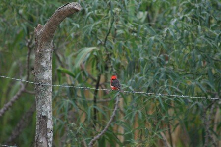 oiseau_rouge