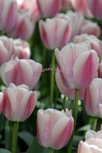 IMG_2472copie2